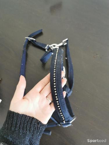 Licole taille poney bleu 