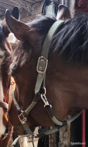 Equitation - Licol + longe d'attache Félix Buhler  - photo 6