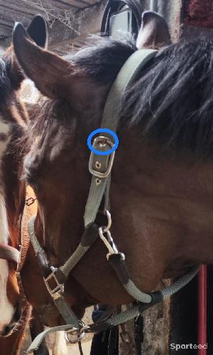 Equitation - Licol + longe d'attache Félix Buhler  - photo 6