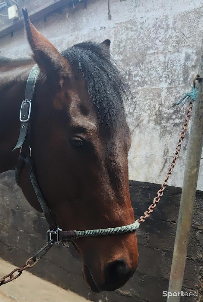 Equitation - Licol + longe d'attache Félix Buhler  - photo 2