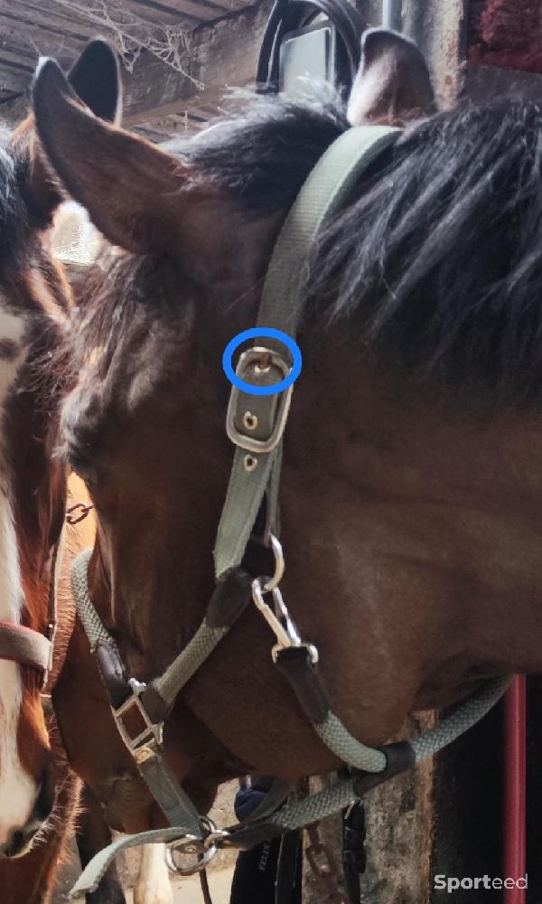 Equitation - Licol + longe d'attache Félix Buhler  - photo 3