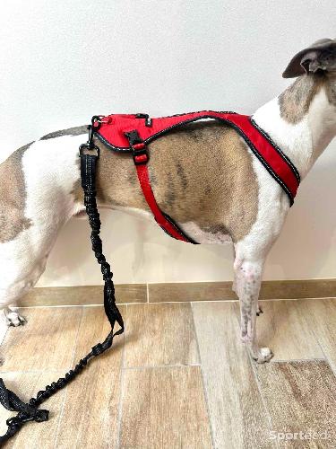 Course à pied trail - Harnais Chien Kyflie Harnais canicross Otium Taille 4 Rouge 48/54 x 61/69 cm - photo 6
