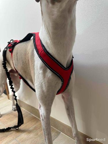 Course à pied trail - Harnais Chien Kyflie Harnais canicross Otium Taille 4 Rouge 48/54 x 61/69 cm - photo 6