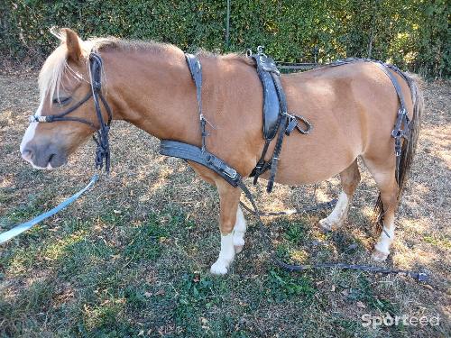 Harnais poney 