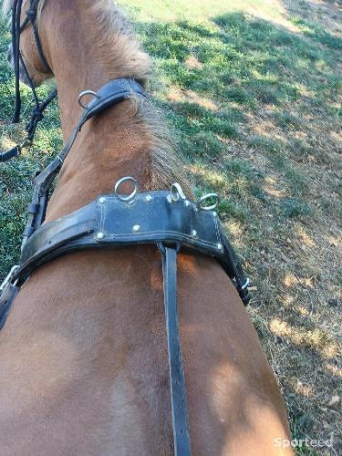 Equitation - Harnais poney  - photo 5