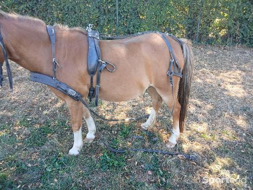 Equitation - Harnais poney  - photo 5