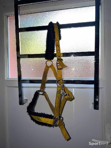 Licol jaune