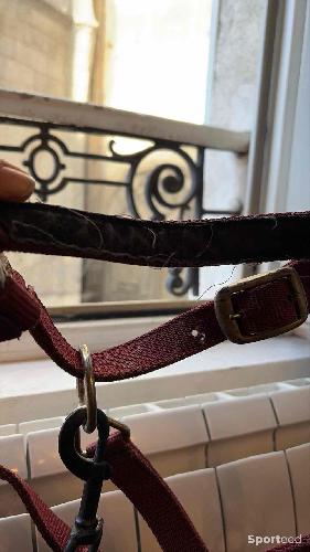 Equitation - Licol + longe  - photo 3