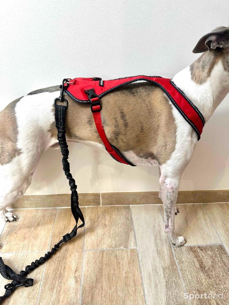 Course à pied trail - Harnais Chien Kyflie Harnais canicross Otium Taille 4 Rouge 48/54 x 61/69 cm - photo 2