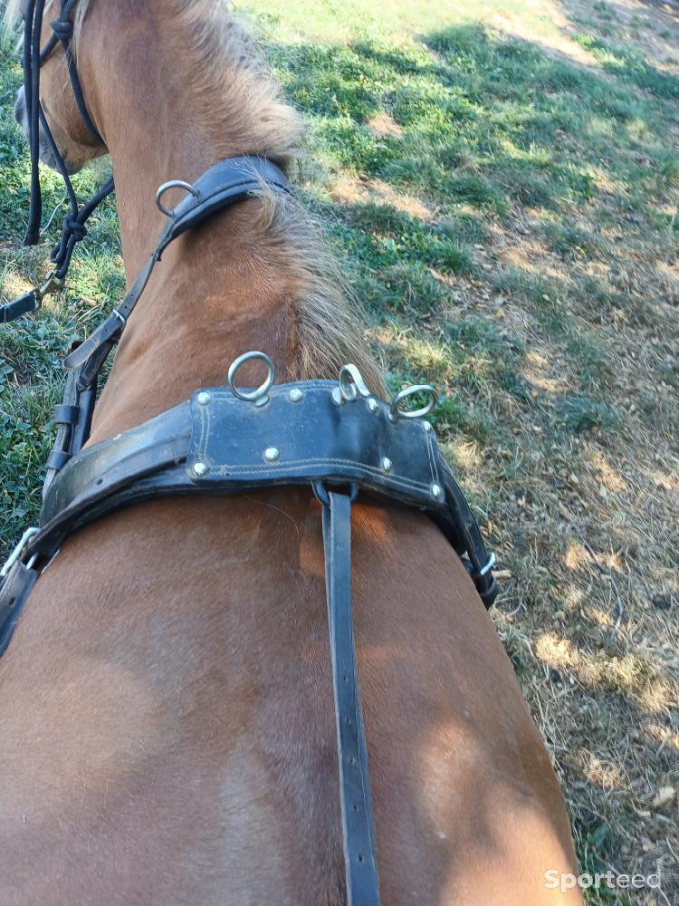 Equitation - Harnais poney  - photo 2