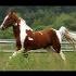 Photo MrCheval